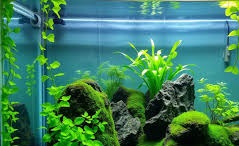 planted tank