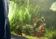 new tank