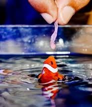 fish food